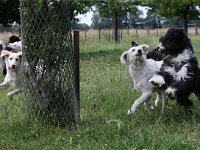 Puppys van Bliss040622-0124